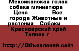 Мексиканская голая собака миниатюра › Цена ­ 53 000 - Все города Животные и растения » Собаки   . Красноярский край,Талнах г.